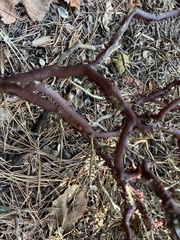 Arctostaphylos hookeri hookeri