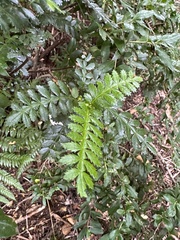 Weinmannia trichosperma