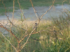 Dryobates mixtus
