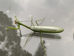 Stagmatoptera septentrionalis