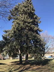 Picea pungens