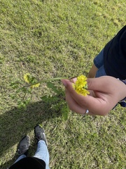 Youngia