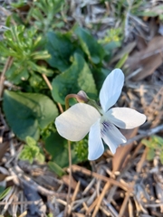Viola floridana