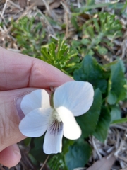 Viola floridana