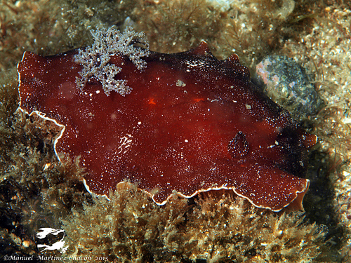 Platydoris argo