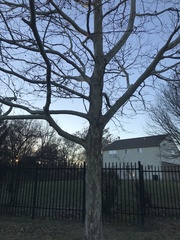 Platanus occidentalis