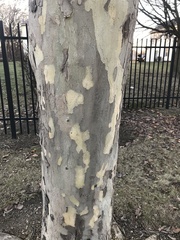 Platanus occidentalis