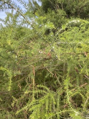 Acacia ulicifolia