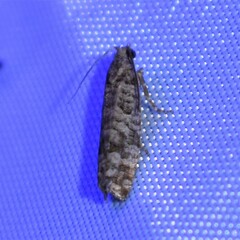 Retinia gemistrigulana