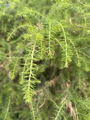 Acacia ulicifolia
