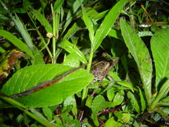 Rhinella horribilis