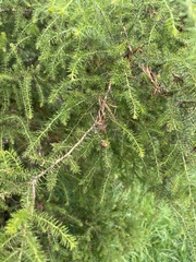Acacia ulicifolia