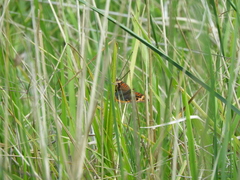 Junonia genoveva hilaris