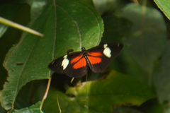 Heliconius hierax
