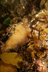 Plesiastrea versipora