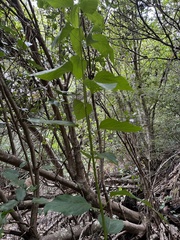 Aristotelia chilensis