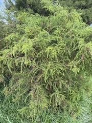 Acacia ulicifolia