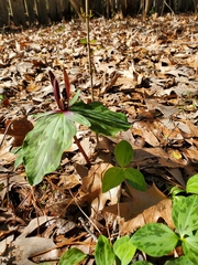 Trillium ludovicianum