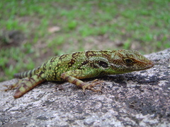 Anolis aequatorialis