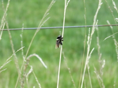 Mallophora ruficauda