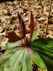 Trillium ludovicianum