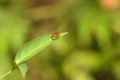 Diabrotica limitata