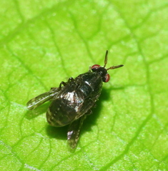 Notacanthina