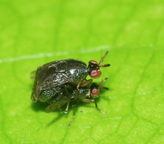 Notacanthina