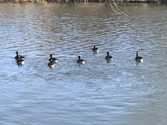 Branta canadensis