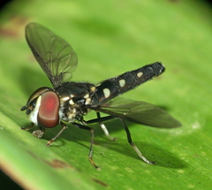 Ocyptamus gastrostactus