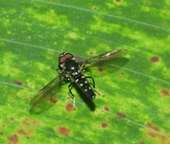 Ocyptamus gastrostactus