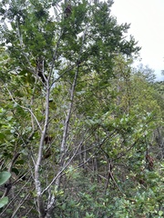 Weinmannia trichosperma