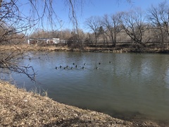 Branta canadensis