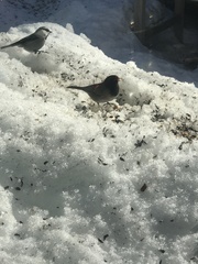 Junco