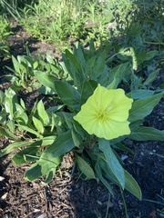 Oenothera macrocarpa