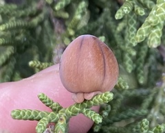 Walshomyia juniperina