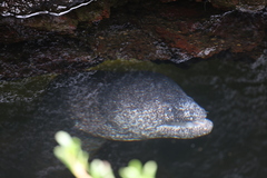 Gymnothorax pictus