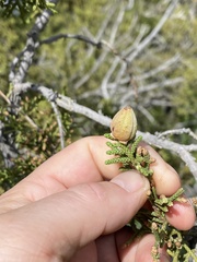 Walshomyia juniperina