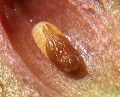 Walshomyia juniperina