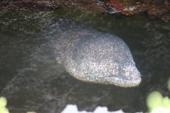 Gymnothorax pictus
