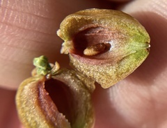 Walshomyia juniperina