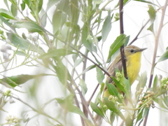 Pseudocolopteryx dinelliana