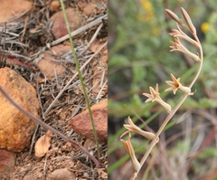 Dipcadi brevifolium
