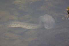 Gymnothorax pictus