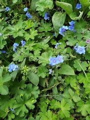 Cynoglossum amabile