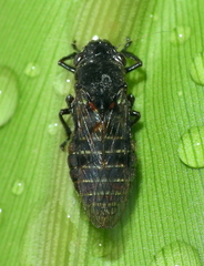 Teletusa