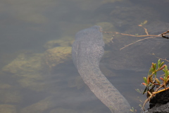 Gymnothorax pictus