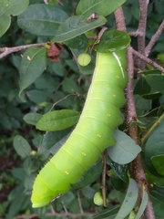 Cocytius antaeus