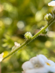 Plagiobothrys collinus