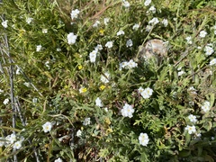 Plagiobothrys collinus